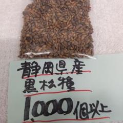 ぽんた 、 黒松種、 5000個以上 ぽんた様専用 、 黒松種、 5000個以上