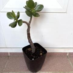 金の成る木 カネノナルキ 多肉植物 抜き苗d財運 一攫千金 富 不老長寿 縁起のサムネイル