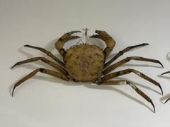 カニ　貝　甲殻類　標本　剥製　イガグリガニ　特大 カニ 貝 甲殻類 標本 剥製 イガグリガニ 特大