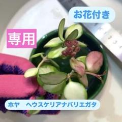 花座つき　ホヤ　プワアエンシス　Hoya phuwuaensis サクララン② あん里ガーデンの花便り:ホヤ・プワエンシス(Hoya phuwuaensis)