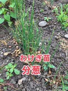 ハヤトウリ苗30本 Amazon.co.jp: ハヤトウリ 青実 苗 5号鉢 1鉢 隼人瓜 苗 家庭