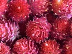 千日紅ドライフラワー