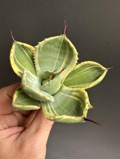 専用出品　パリートランカータ　ライムストリーク アガベ・パリー トランカータ 'ライム ストリーク'｜Agave