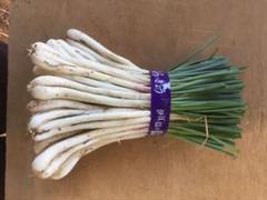 伊江島産島らっきょう1.2キロ