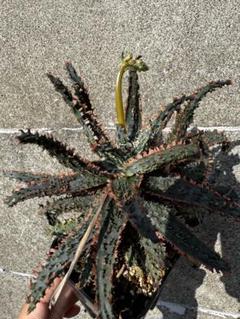 アロエ ハイブリッド Aloe hybrid 第四種 Juu002 - メルカリ