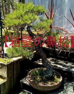 【樹齢30年以上】昇龍黒松 高級盆栽