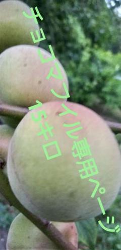 梅　南高梅　十郎梅　白加賀　15キロ 箱込み　神奈川産 梅 南高梅 十郎梅 白加賀 15キロ 箱込み 神奈川産 - メルカリ