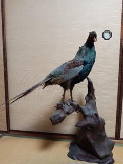 キジの剥製 大型 木製台付き - メルカリ