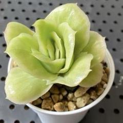 専用　ブロリー錦　サル錦　希少　血斑品種　発根済み　多肉植物　輸入苗 多肉植物 赤霞錦 大苗 | るる農園~多肉植物専門