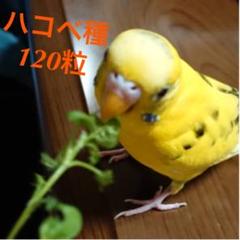 ハコベ種 120粒 セキセイインコ インコ 文鳥