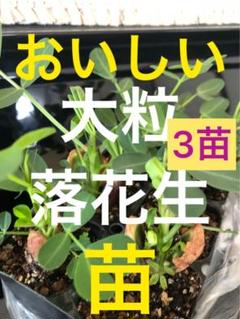 2025年最新】おおまさり 苗の人気アイテム - メルカリ