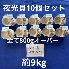 大型夜光貝　ヤコウ貝　まとめ売り　　　　　10個　11kg アクセサリー　ルアー 大型夜光貝 ヤコウ貝 まとめ売り 10個 11kg アクセサリー ルアー