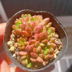 多肉植物　ピンクルビー錦　大苗　カット【特定記録付】 多肉植物 ピンクルビー錦 大苗 カット【特定記録付】 観葉植物