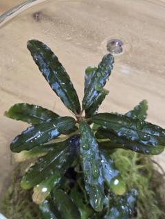 2025年最新】bucephalandra sp sintang-5の人気アイテム - メルカリ