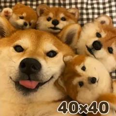 2025年最新】柴犬まる ぬいぐるみの人気アイテム - メルカリ
