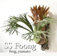 ビカクシダエスエスフーンss.foongリドレイ植物観葉植物ベイチーウィリンキー ビカクシダエスエスフーンss.foongリドレイ植物観葉植物ベイチー