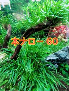 2025年最新】ミクロソリウム 本ナローの人気アイテム - メルカリ