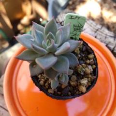 エケベリ屋✡️銀天女×ザラゴーサ✡️ 多肉 抜き苗 つぶつぶ屋 寄せ植え 子株付 エケベリ屋✡️銀天女×ザラゴーサ✡️ 多肉 抜き苗 つぶつぶ屋