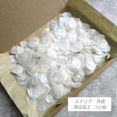 ドライフラワー　ルナリア　ゴウダソウ　外皮　漂白加工　300枚　花材