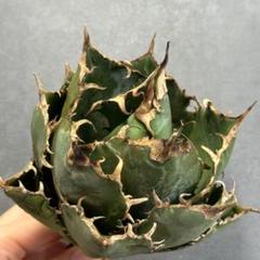 多肉植物・アガベ・チタノタ・スーパー白鯨【特選】 球型株 包葉