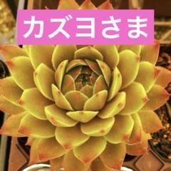 センペルビウム ルーザニカム