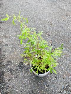 観葉植物 ハーブ レモンマリーゴールド