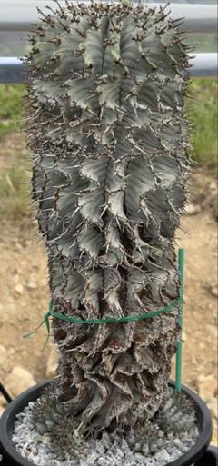 メルカリ便発送☆多肉植物 ユーフォルビア スーパーブラック