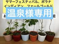 グレンアンプル2株とグレンモイ2株の合計4株 とげなしラズベリー 2種セット グレンアンプル/グレンモイ