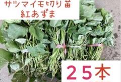 2025年最新】ハロウィンスイート 苗の人気アイテム - メルカリ