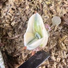 アガベ パリートランカータ オリザバ orizaba 発根済み美株
