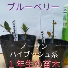 ㊷ブルーベリーの苗木【ノーザン系お得♥セット】
