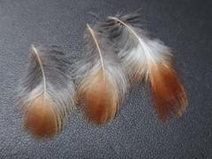 ヤコ リュウキュウアカショウビンの腰羽1枚＋おまけ リュウキュウアカショウビンの羽 日本の野鳥/鳥の羽 - メルカリ
