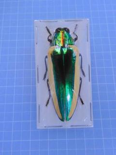 ボルネオ産美麗タマムシ46mm