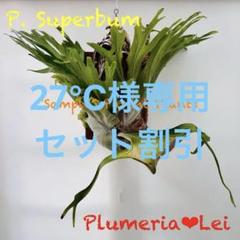 ゲリラ値下げ大株ビカクシダ　ウィリンキーwildバリ　コルク付 大株ビカクシダ ウィリンキーwildバリ コルク付 （2024.9/28