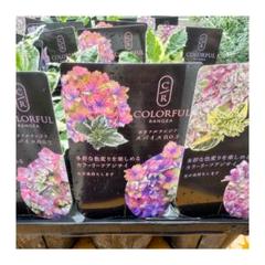 来年育成用アジサイ大栄花園4種➕レンブラント♡メルカリ便