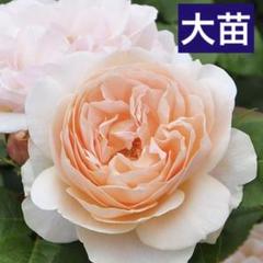 大苗　アンブリッジローズ　廃盤イングリッシュローズ　ミルラ強香 m38493486943_1.jpg?1748122478