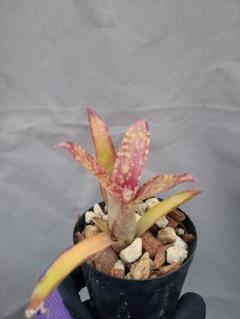 m38547700934_1.jpg?1742117016