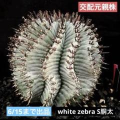 2025年最新】ユーフォルビア ホリダ ゼブラの人気アイテム