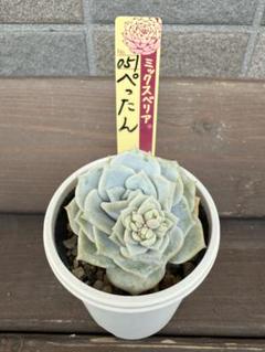 2025年最新】多肉植物おらいさん苗札付きの人気アイテム - メルカリ
