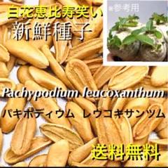 ★白花★パキポディウム レウコキサンツム 種子10粒★恵比寿笑い★