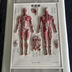 ［200675］骨格筋　パネル　模型　整体　幅54cm×縦74cm 200675］骨格筋 パネル 模型 整体 幅54cm×縦74cm - メルカリ