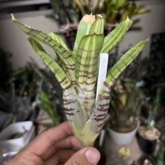 ブロメリア・エアープランツ Neoregelia Iron Side Frontier Plants】9月2日入荷予定分のブロメリア紹介