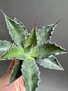 1423 アガベ モンタナ Agave montana 強棘 排棘 極上美株 - メルカリ