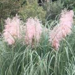 パンパスグラス ピンク 4号ポット苗の中古 未使用品を探そう メルカリ