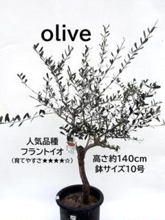 2025年最新】オリーブ 古木の人気アイテム - メルカリ