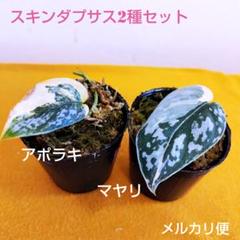 2025年最新】Scindapsusの人気アイテム - メルカリ