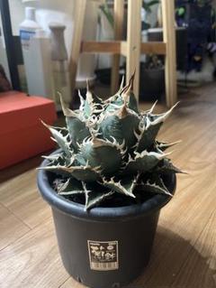 プラネット ロック プランツ/11月30日新店舗（お茶の水店
