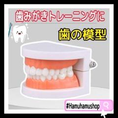 ♡知育♡歯磨き トレーニング 歯 模型 歯科 歯列模型 Jキ4