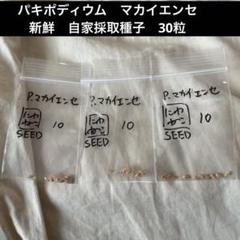 【新鮮】パキポディウム　マカイエンセ　自家採取種子　40粒　ネコポス発送 パキポディウム種子 マカイエンセ 10粒 自家採取 - メルカリ