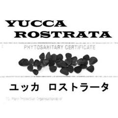 2月入荷 700粒+ ユッカ　ロストラータ 種 種子 植物検疫証明書0606 m38782208860_1.jpg?1752923005